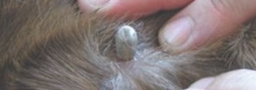 Ticks are back