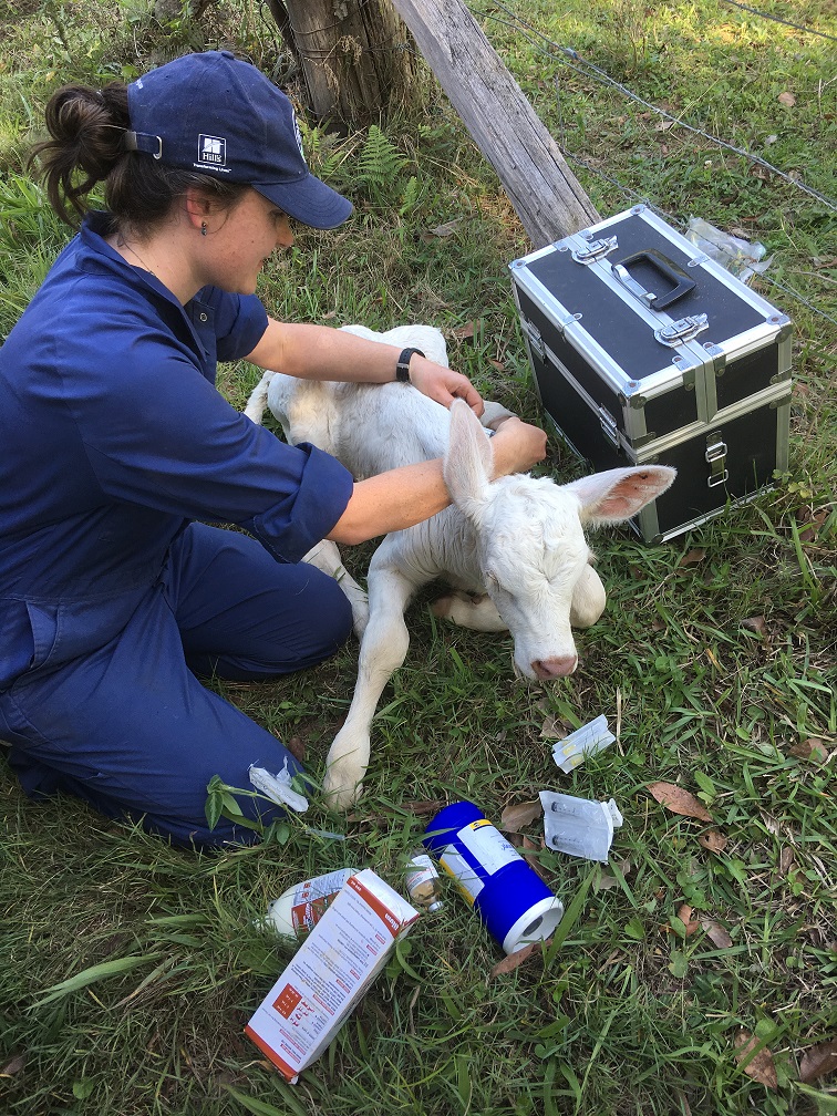 Dr Lauren treating Snowflake the white calf in the paddock
